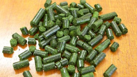 En 2019, 785 000 t de luzerne ont été produites, dont 65 % de granulés, soit un résultat légèrement meilleur qu’en 2018. © A.-M. LAVILLE